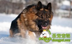 带狗狗出海游玩需带什么