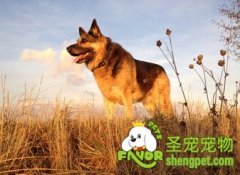 狗狗训练时的工具