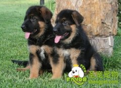 为什么不能为狗狗鸡鸭鹅骨