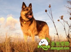 为什么狗粮比较好