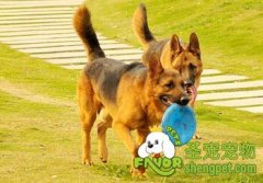 宠物狗狗的洗浴液分为几类