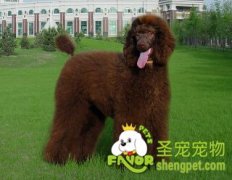 狗狗吃完驱虫药的反应有几种