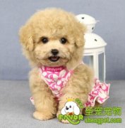 怎样给小型犬挑选磨牙的食物