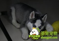 为什么狗狗会玩玩具