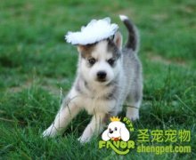 狗狗喝奶要遵守的原则