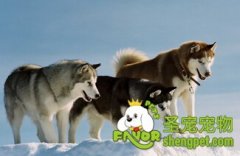 为什么狗粮可延缓狗狗的老年痴呆症