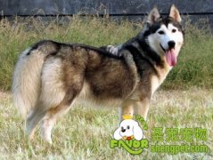 引起雌性狗狗乳房肿胀的原因