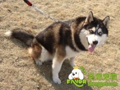 常见犬粮的优与劣