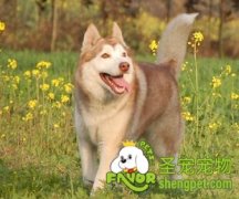 狗狗的项圈怎么选