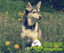 狗狗怎么接种疫苗