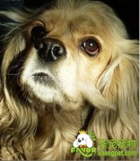 狗狗脱毛怎么办