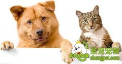 狗狗和猫咪常见病有哪些及症状和预防
