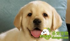 狗狗有眼屎是什原因及怎么治疗