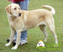 狗狗初次带回家该如何照顾它