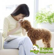 狗狗的健康靠主人关怀