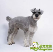 养雪纳瑞都需要注意什么