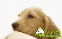 如何训练狗狗拉便便