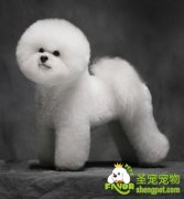 幼犬适合喂养哪些食物