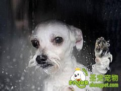 如何给狗狗洗澡注意清洁