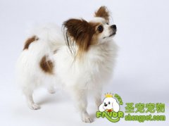 蝴蝶犬的标准及饲养注意事项