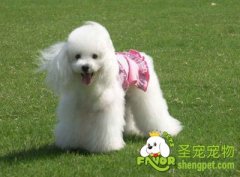 饲养贵宾犬的注意事项