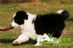 狗狗的急救工具有哪些