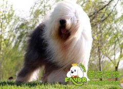 给狗狗美容的基本工具