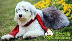 给狗狗选衣服的三个技巧