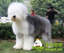 带狗狗出有需要准备什么