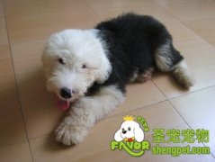 不能给狗狗选什么玩具