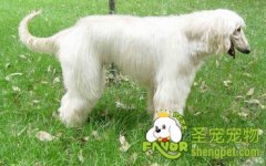 怎么教狗狗识别玩具