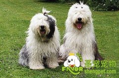 给狗狗美容应用的工具