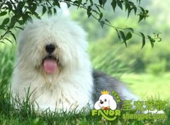 狗狗去海边必备的装备