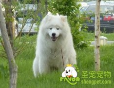 不能喂狗狗的五种食物