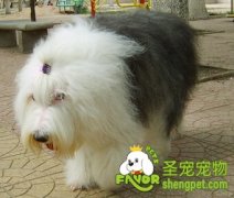 怎么给狗狗挑选食盆