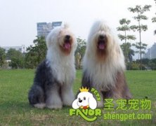 为什么狗狗会缺钙