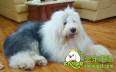 宠物美容工具的用法