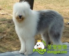 狗狗最爱吃的三种零食