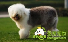 给狗狗选粮食时需要注意什么