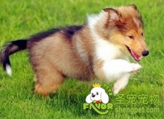 选牵狗绳要注意什么