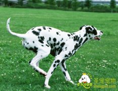 大麦町犬的FCI标准