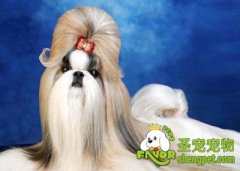 饲养西施犬的注意事项