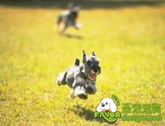 什么狗需要带铃铛