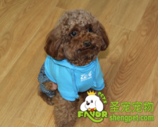 如何给狗狗穿衣服