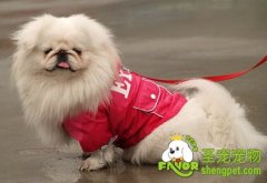 狗狗衣服的行业标准