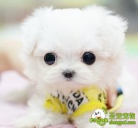 狗狗经常吃肉干有什么坏处