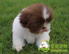 购买狗狗需要注意哪些