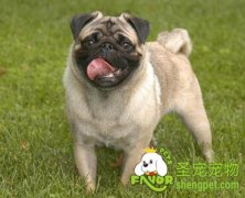 购买八哥犬的经验