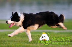 如何给狗狗使用香波洗澡