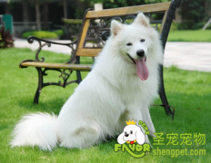 购买狗粮的介绍